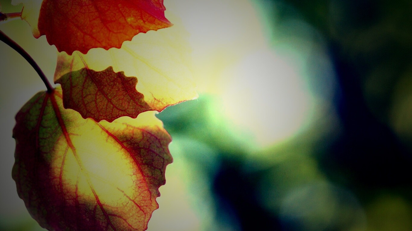 Макро фото осенней листвы обои