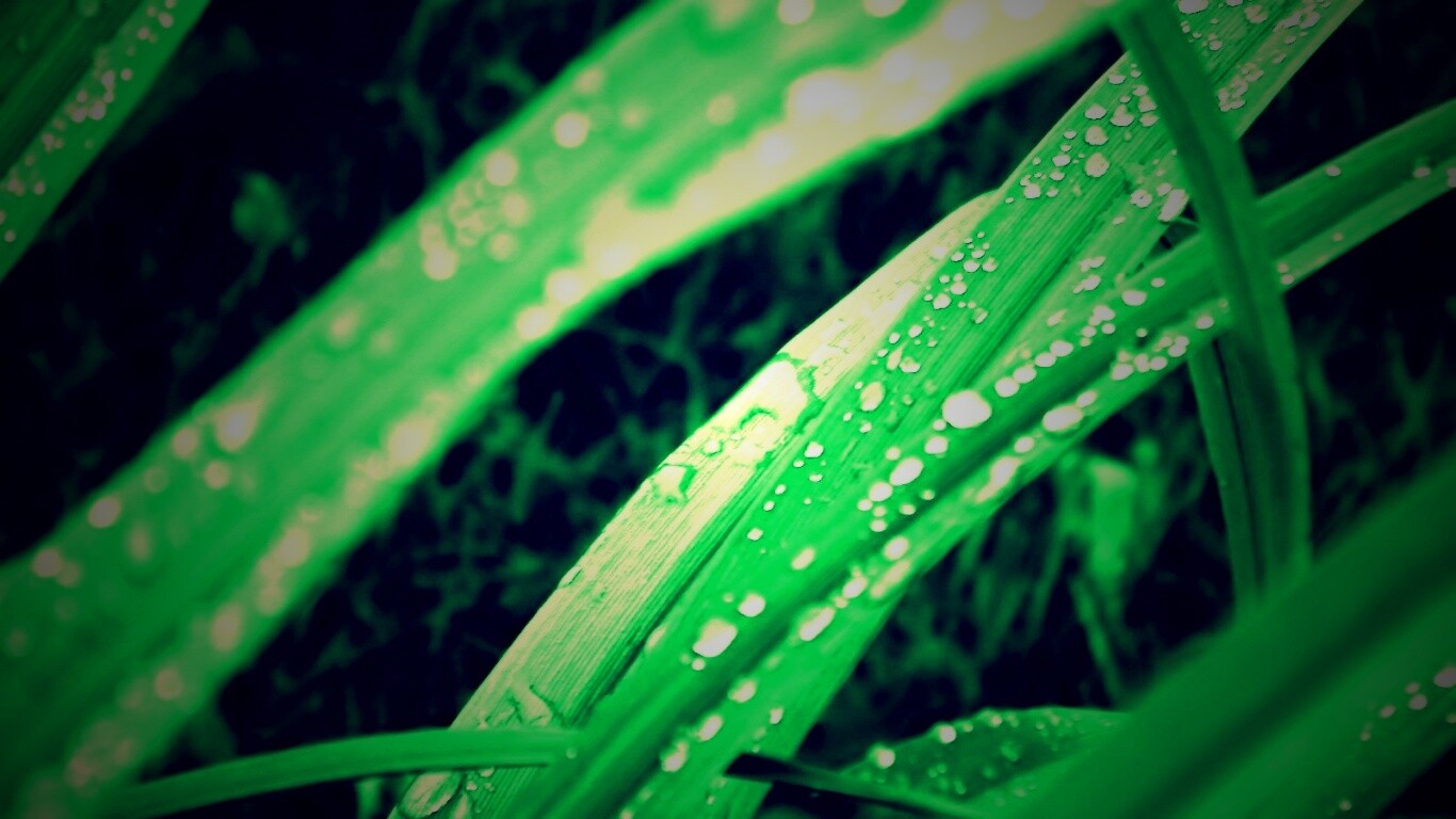 Роса на траве обои