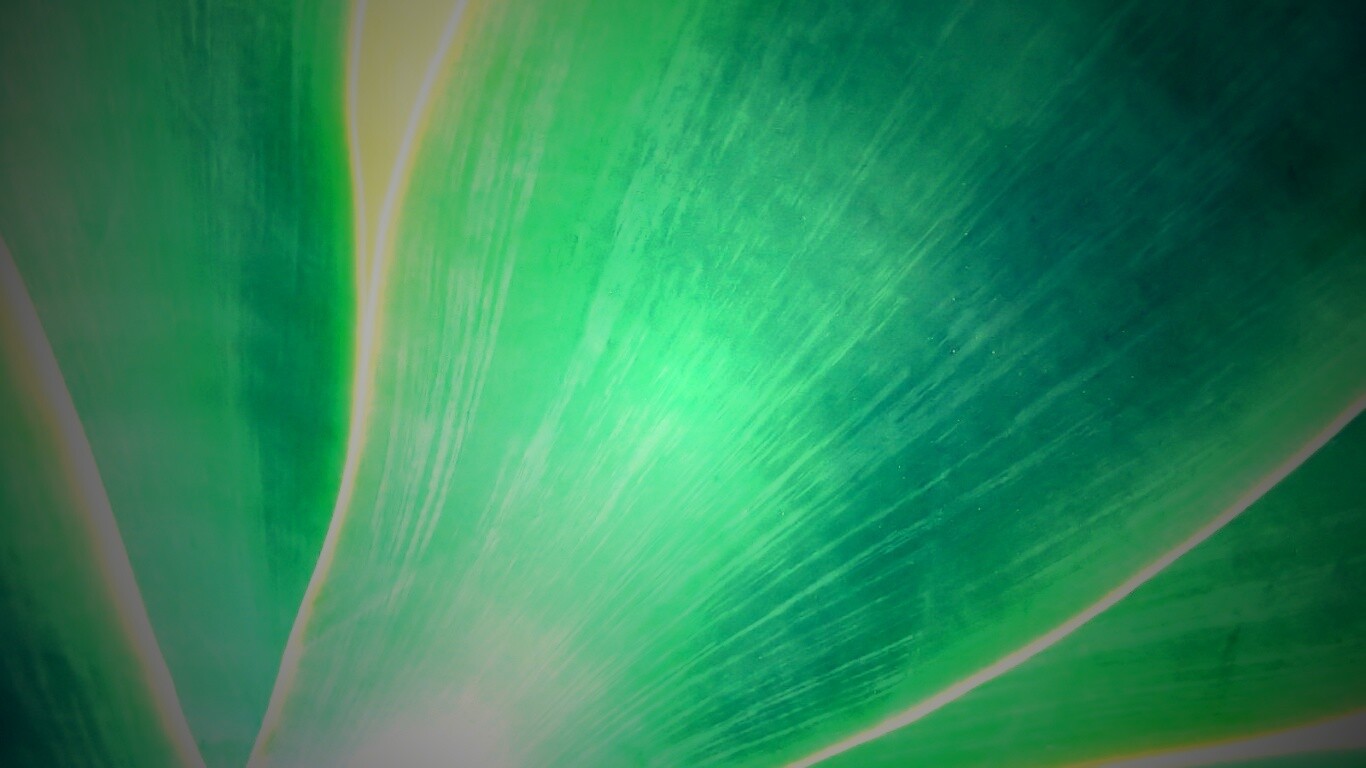 Макро фото травинки обои