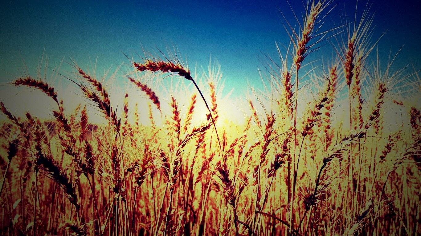 Пшеничные колосья обои
