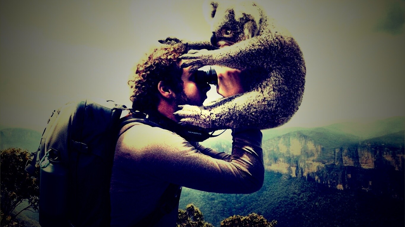 Коала ближе чем кажется обои