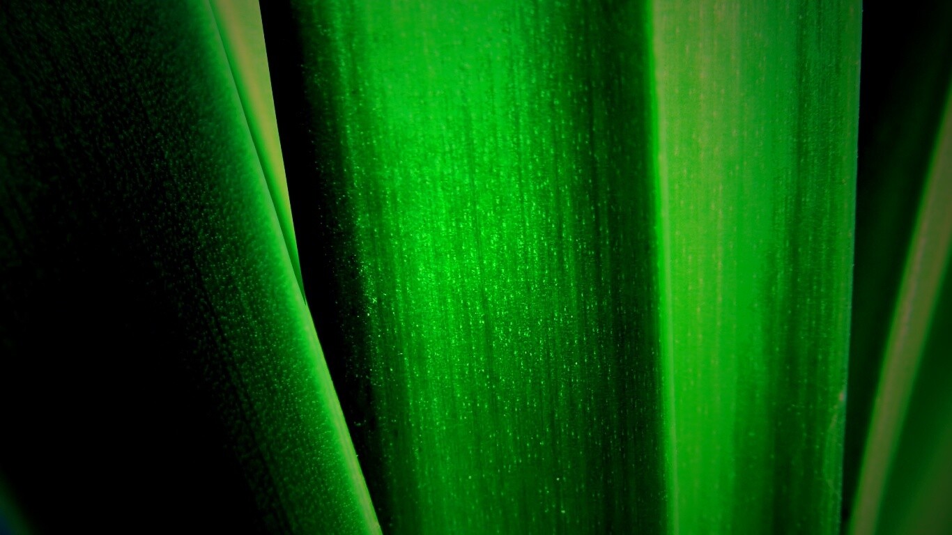 Сочная травинка обои