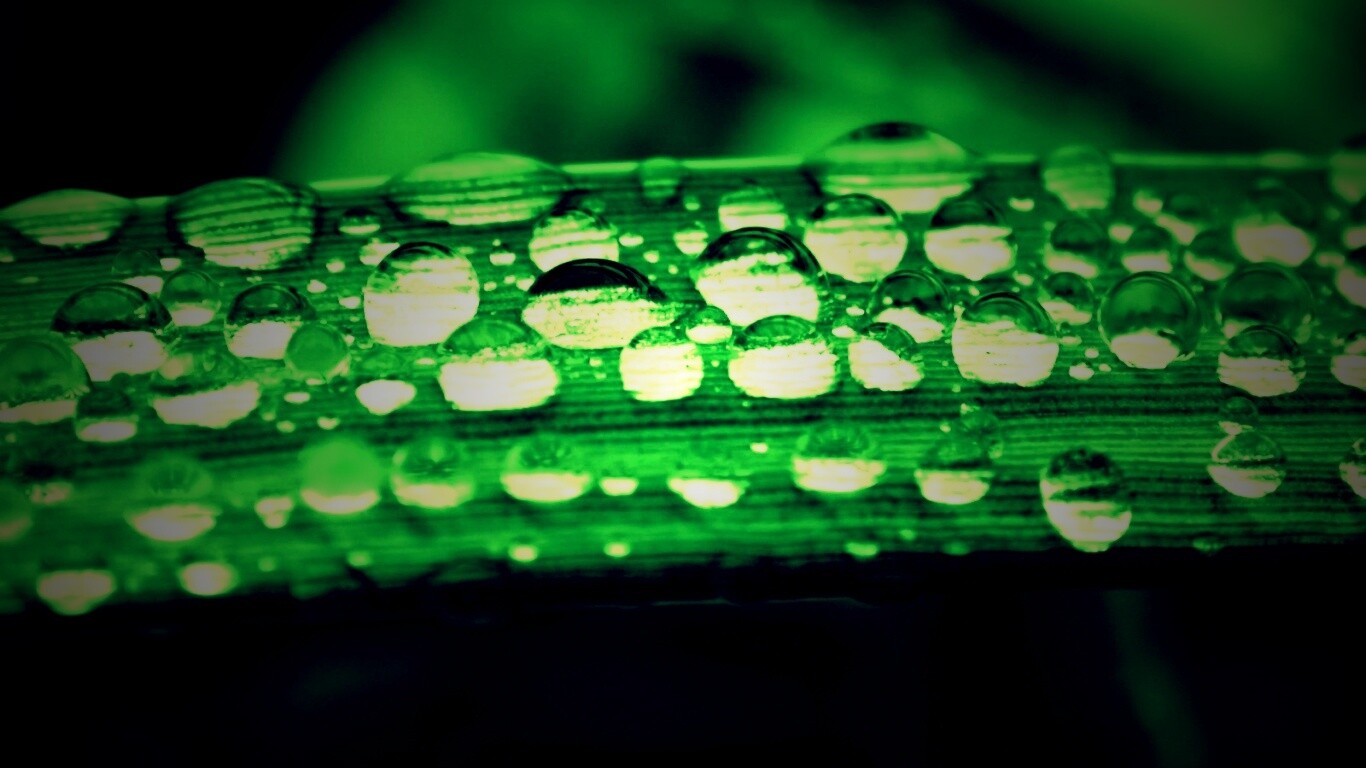 Капли на травинке обои