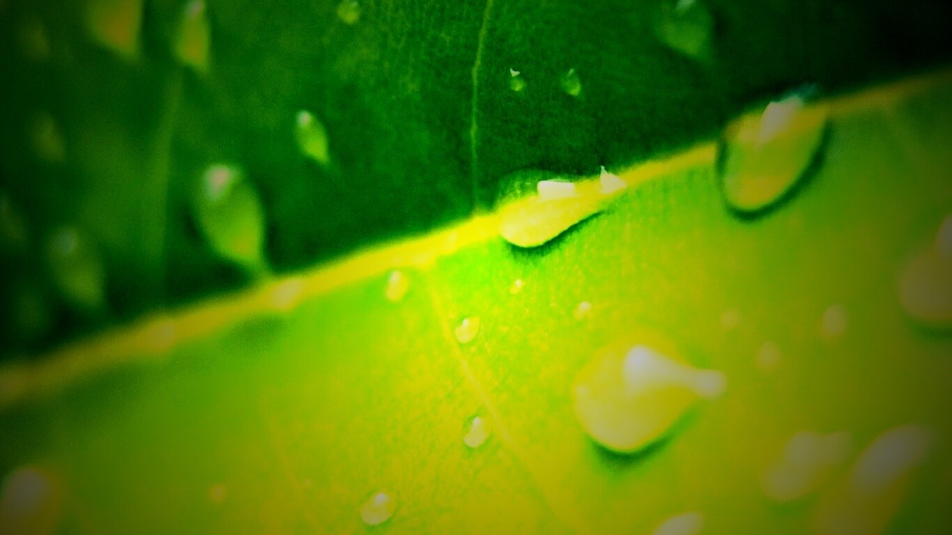 Капли на листе обои