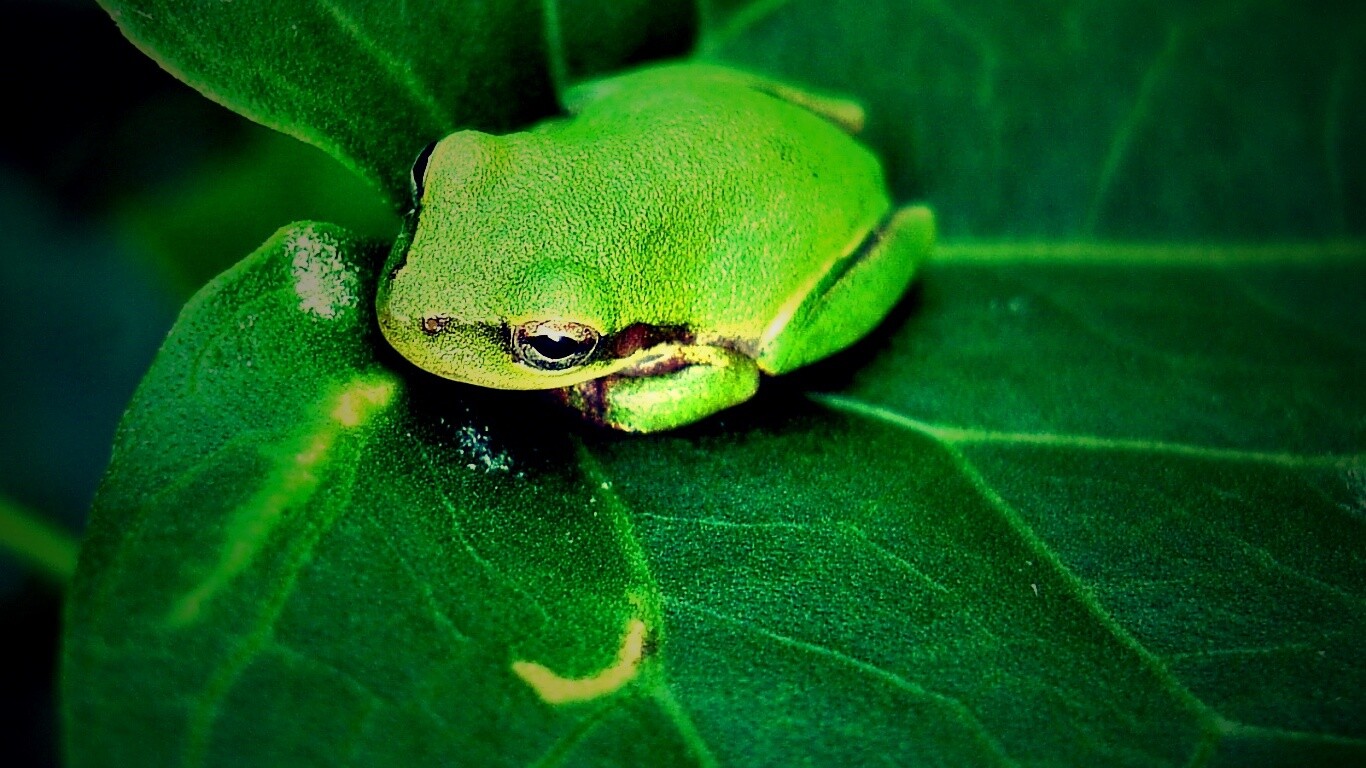 Лягушка на листике обои