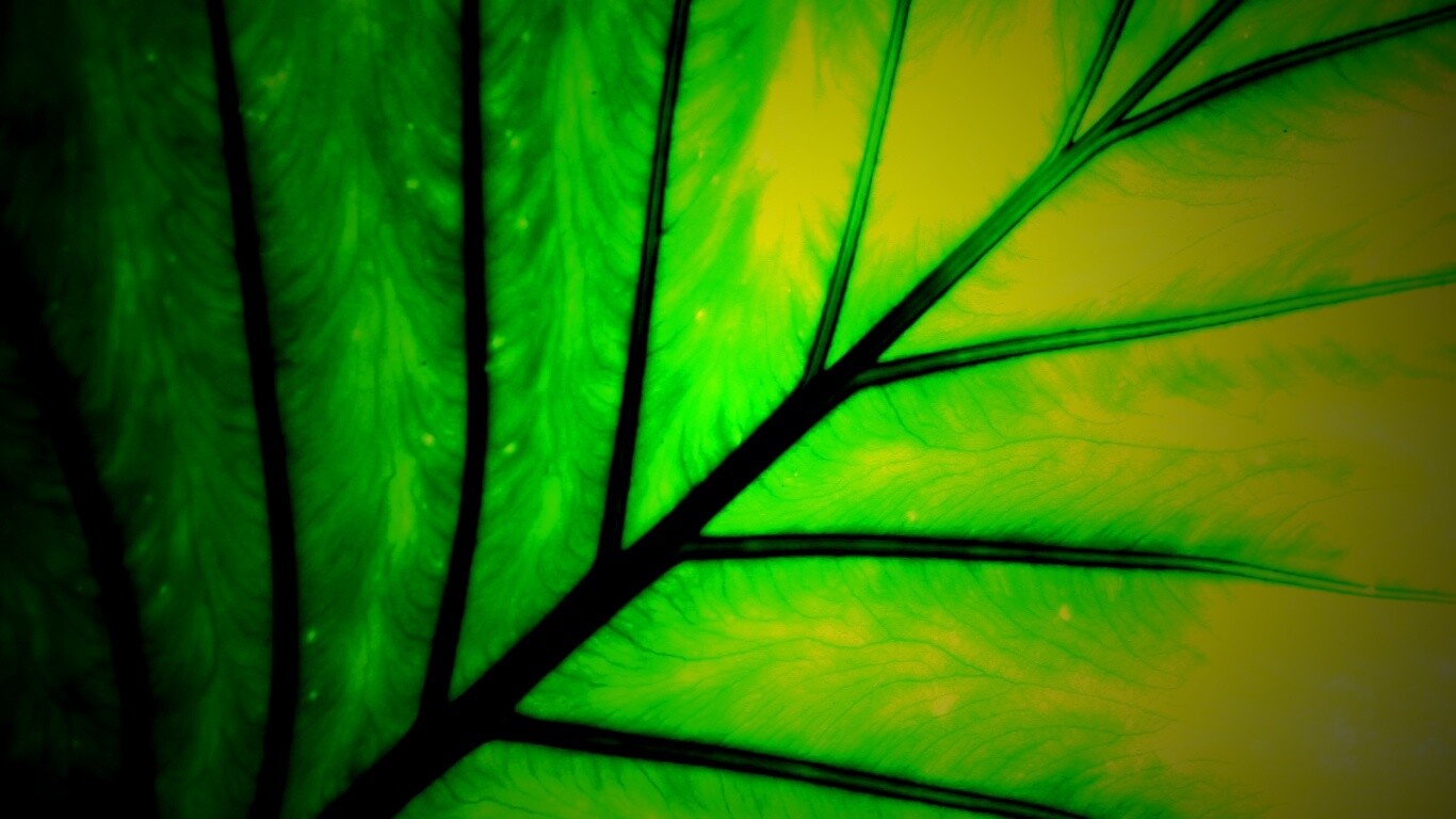 Макро фото листа обои