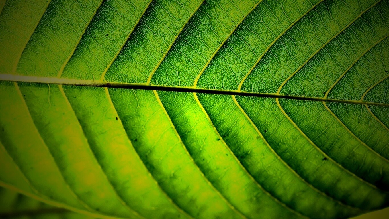 Листик обои