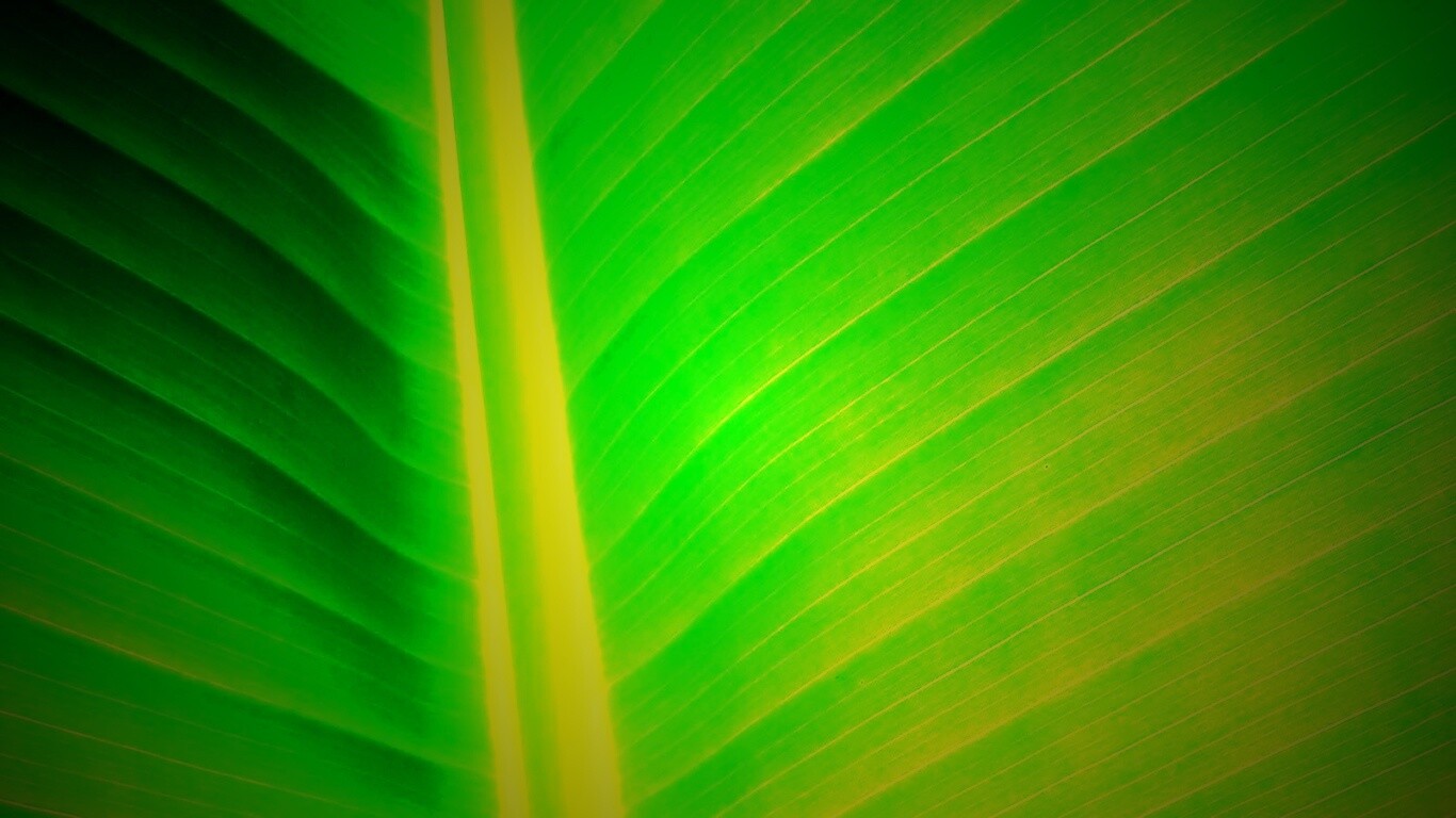 Желтый черенок листа обои