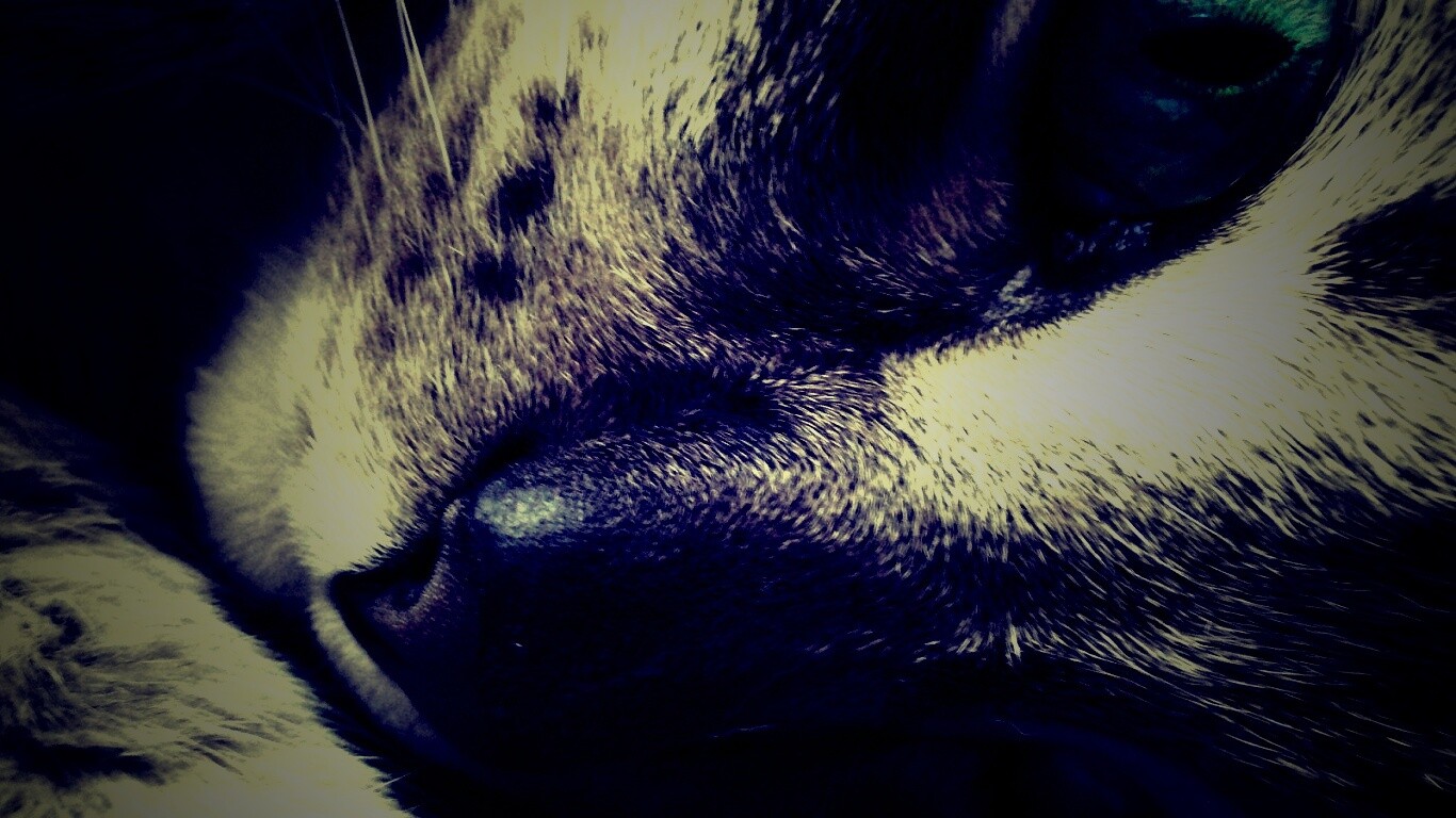 Мордашка кота крупным планом обои