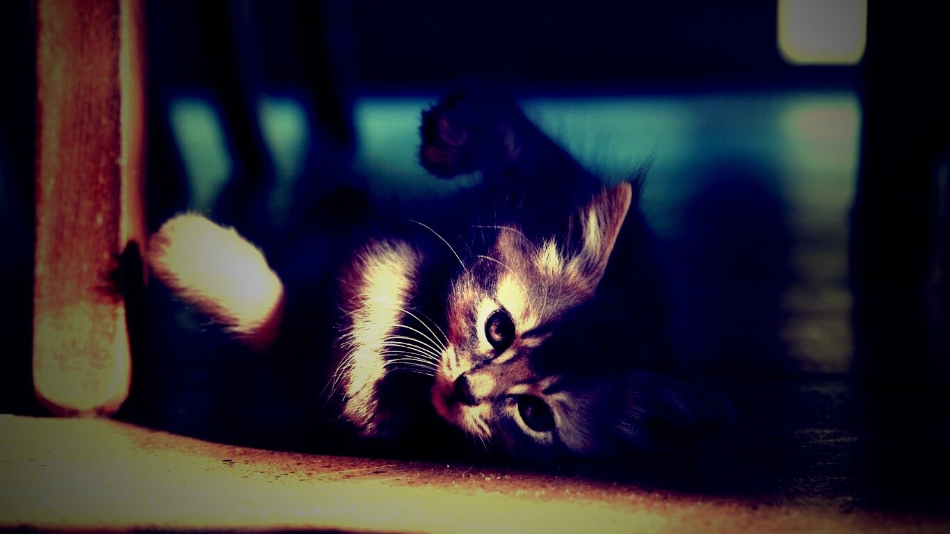 Котенок играет под стулом обои