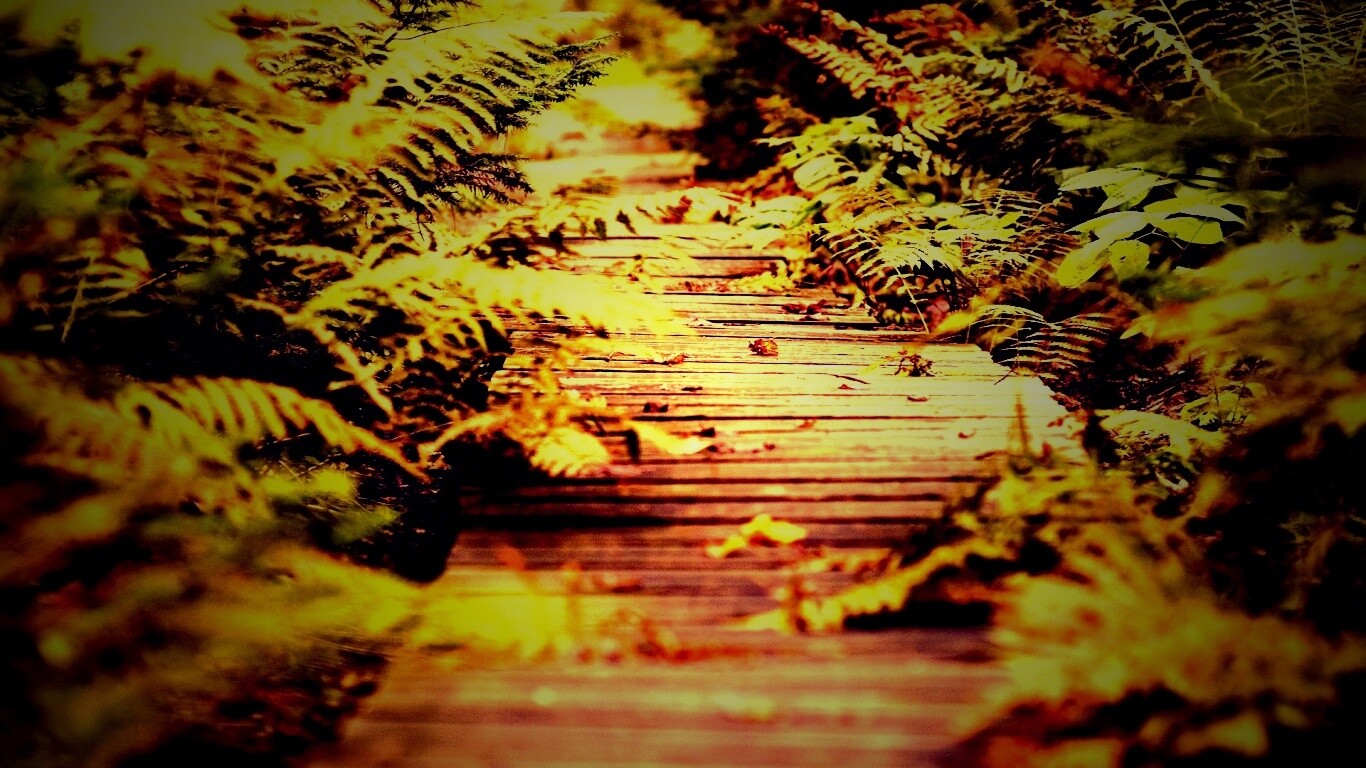 Деревянная дорожка обои