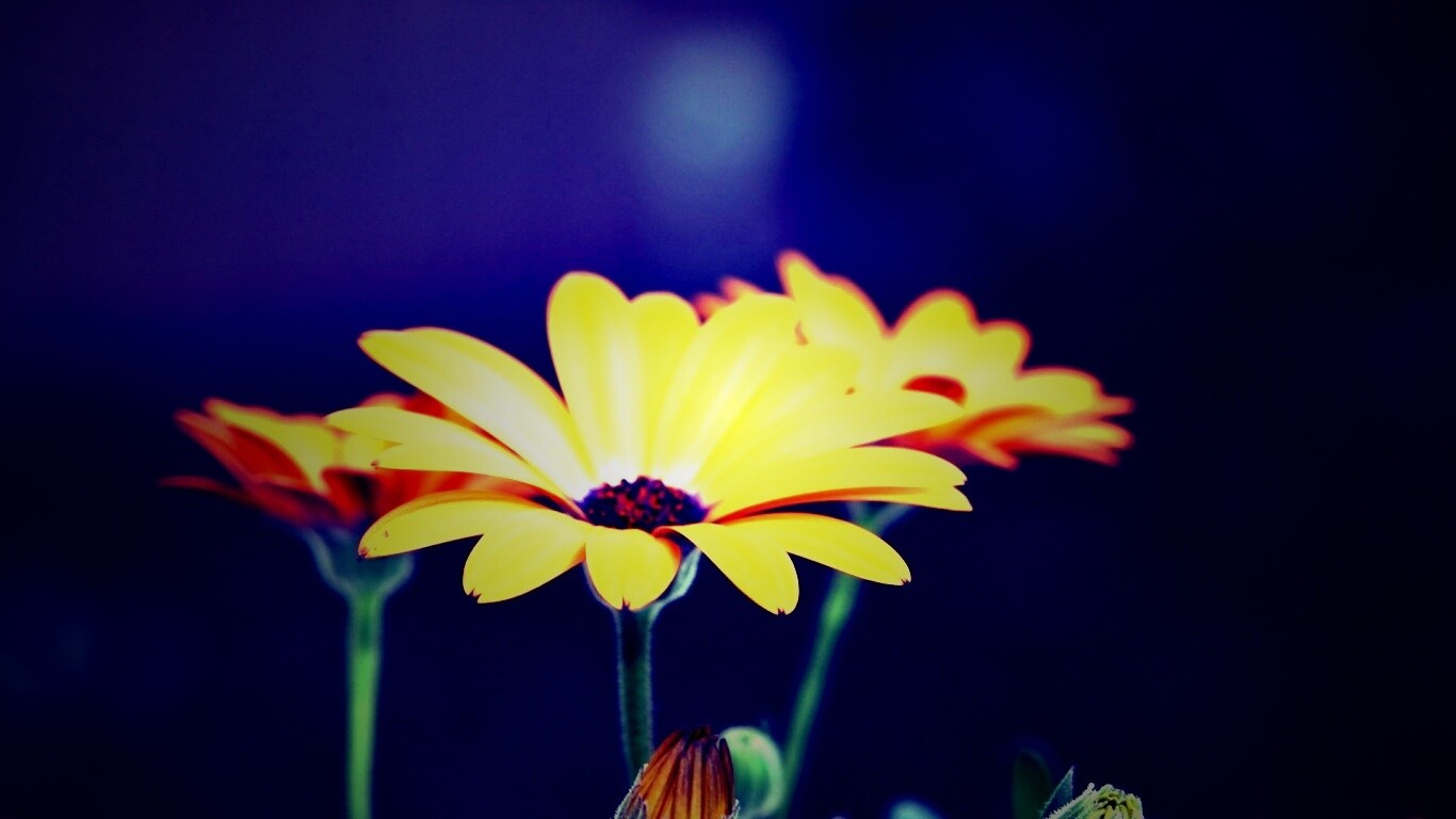 Три желтых цветка обои