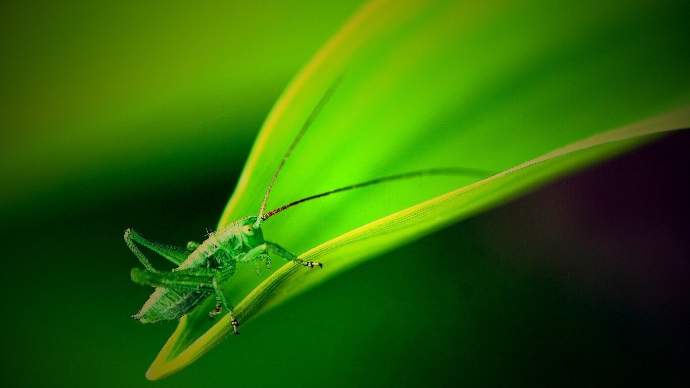 Кузнечик на листике обои