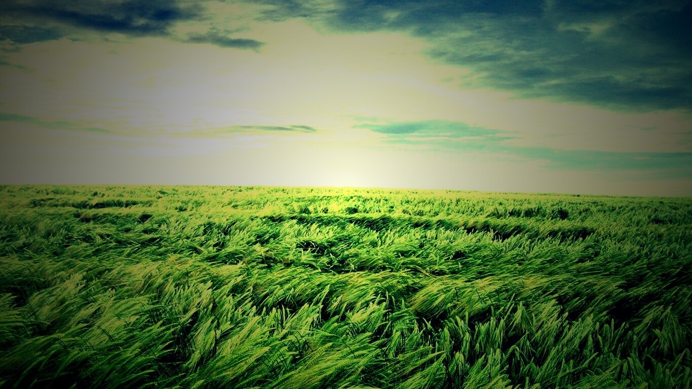 Море трав обои