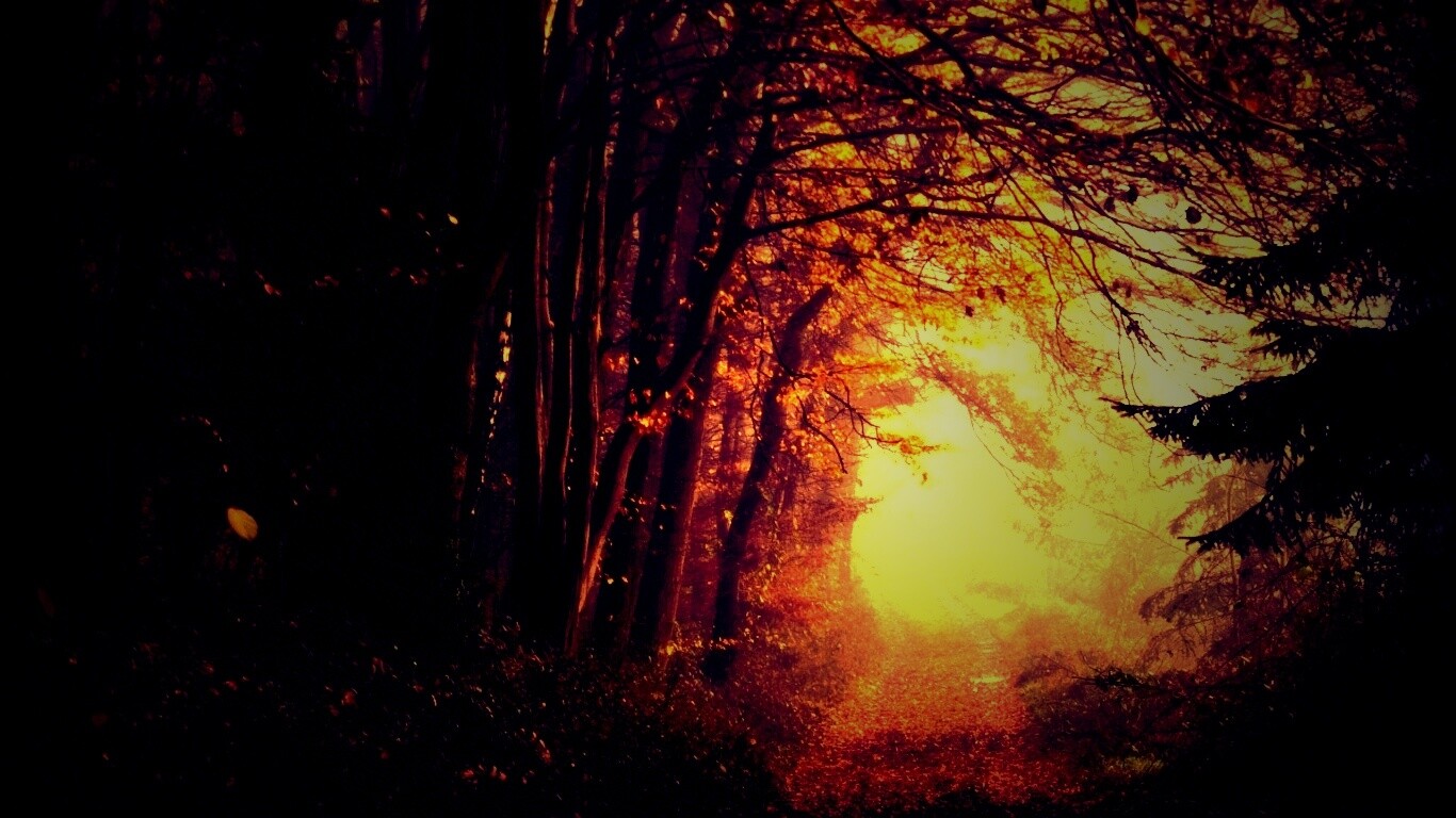 Дорожка заваленная листьями обои