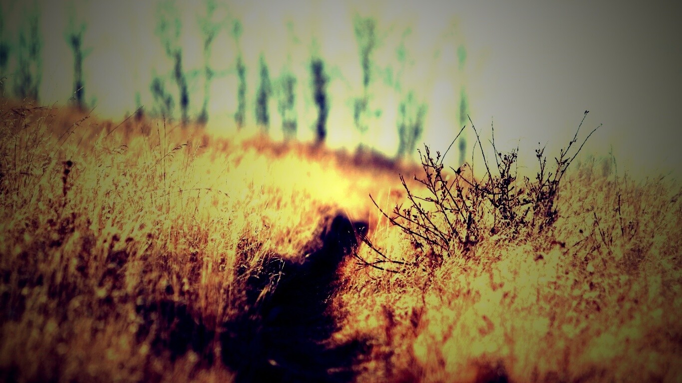 Тропинка в поле обои