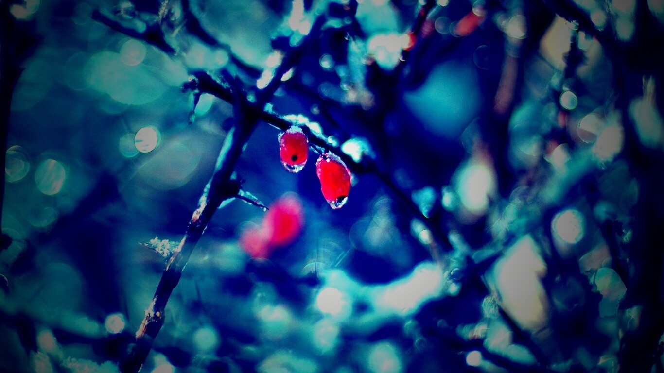 Замерзшие ягоды обои