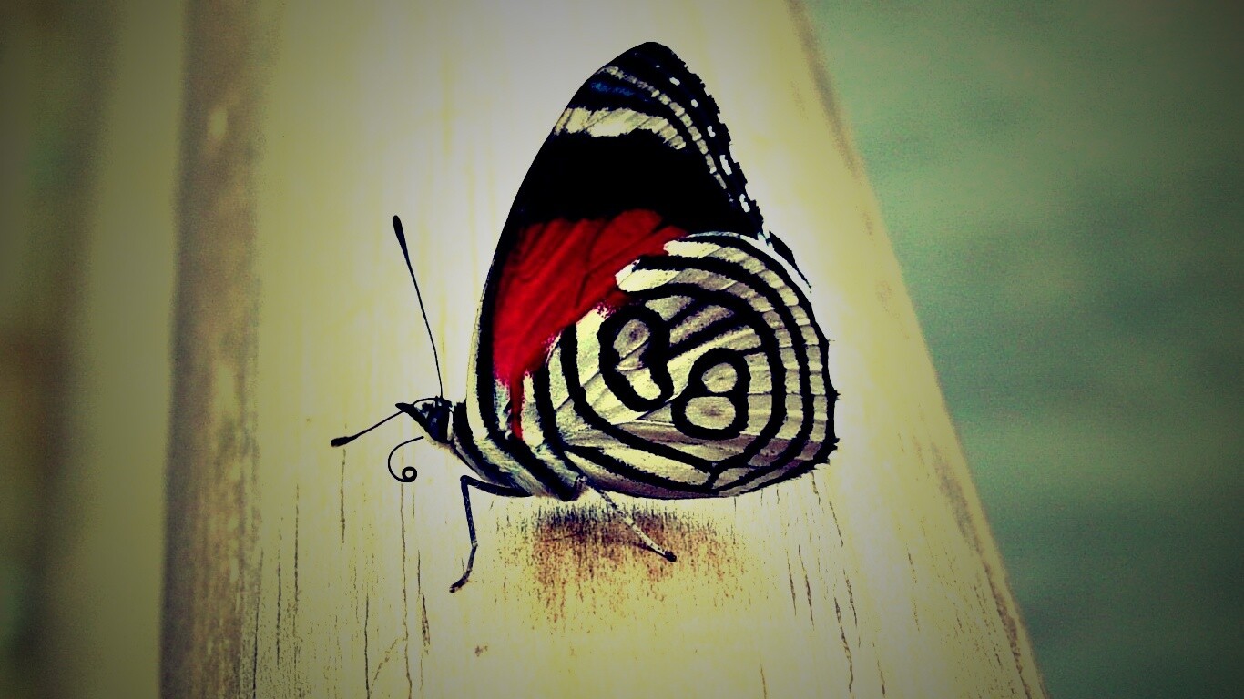 Бабочка на бревне обои