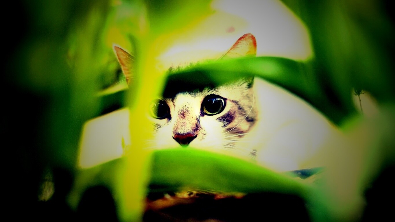 Кот в засаде обои
