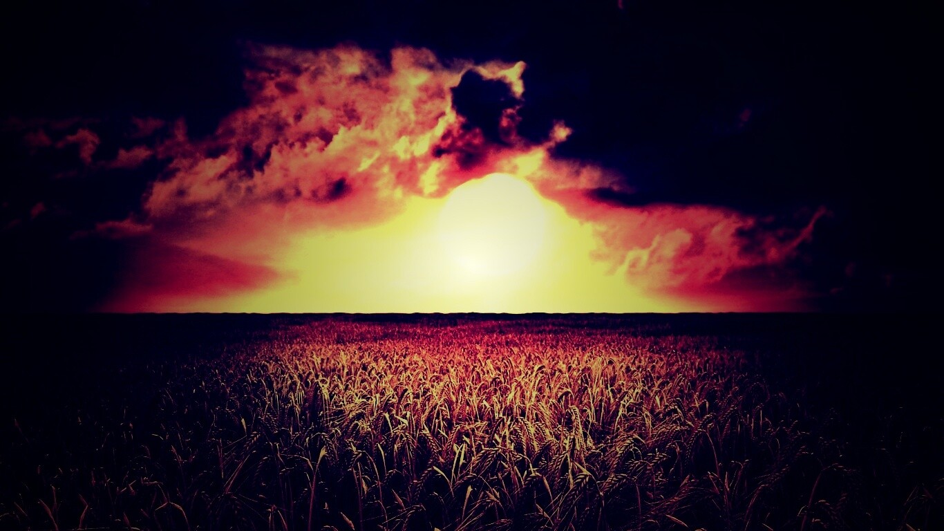 Закат над пшеничным полем обои