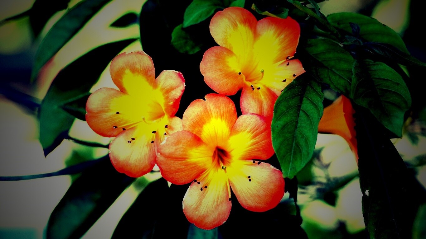 Оранжевые цветочки обои