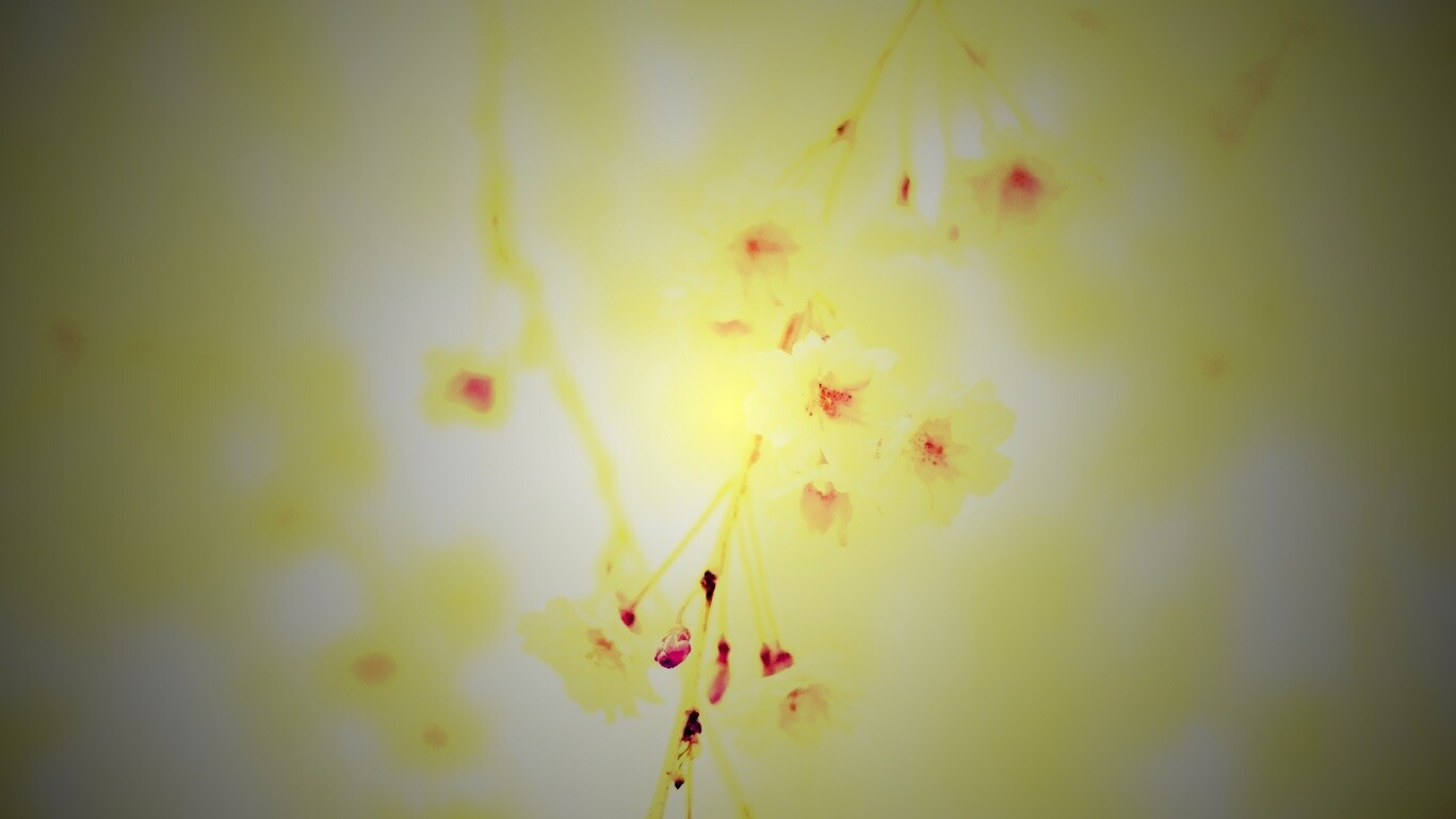 Нежные цветы обои