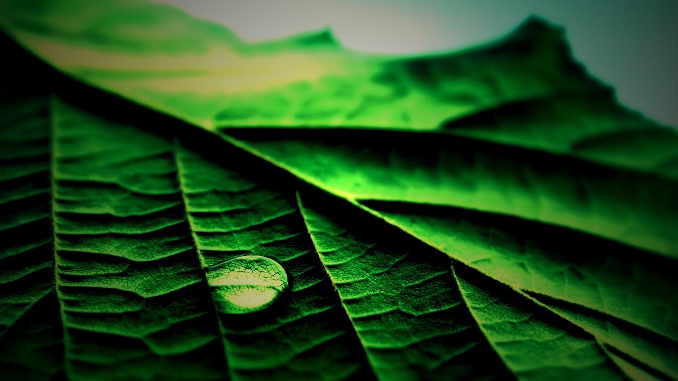 Капля на листе обои