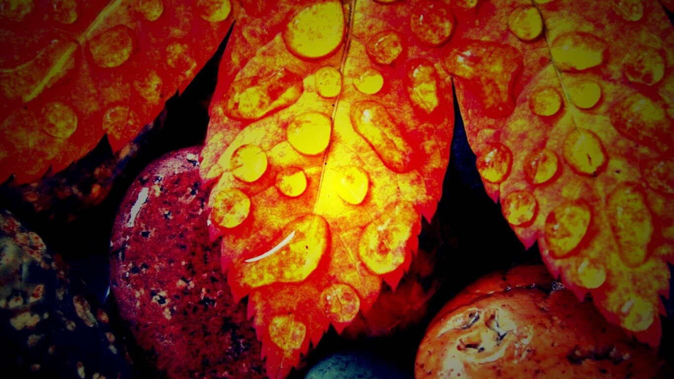 Мокрые листья на камнях обои