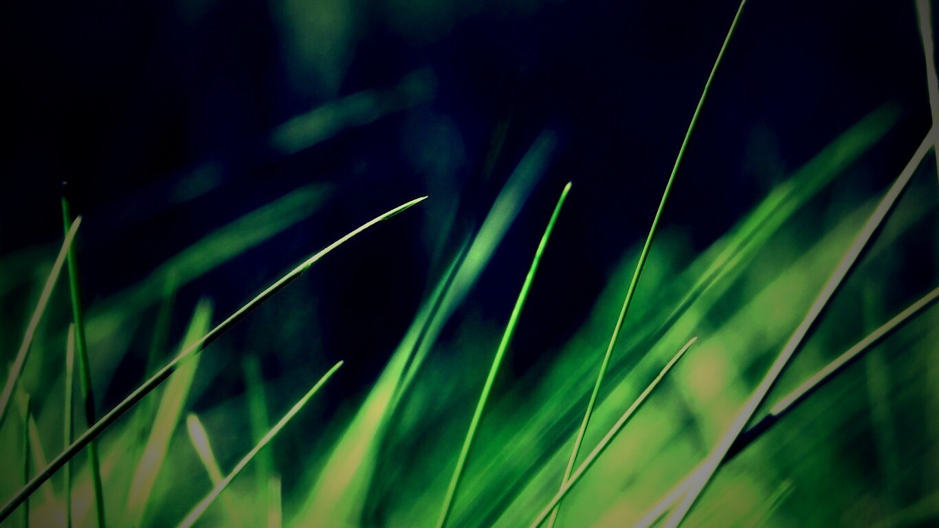 Тонкие травинки обои