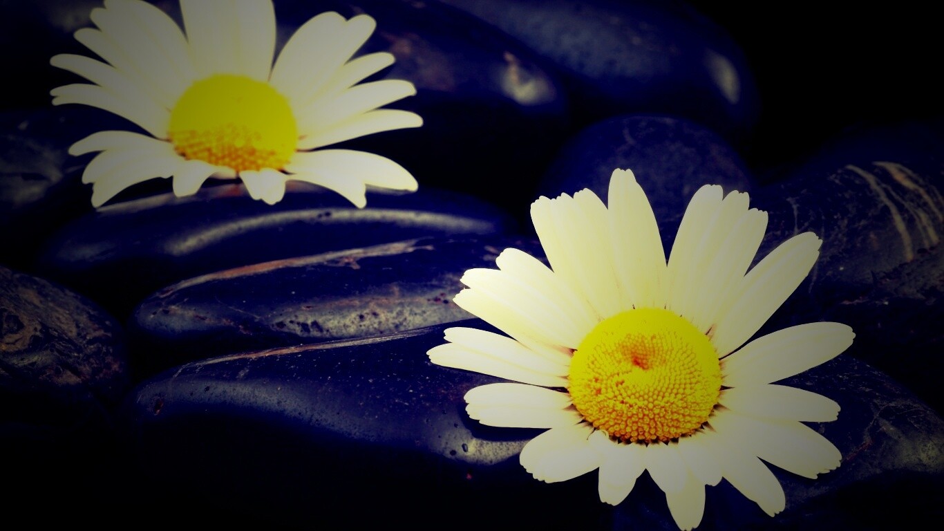 Ромашка среди гальки обои