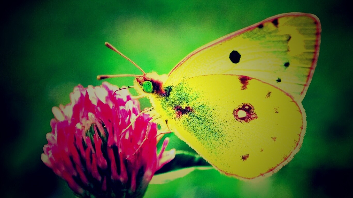 Бабочка на клевере обои