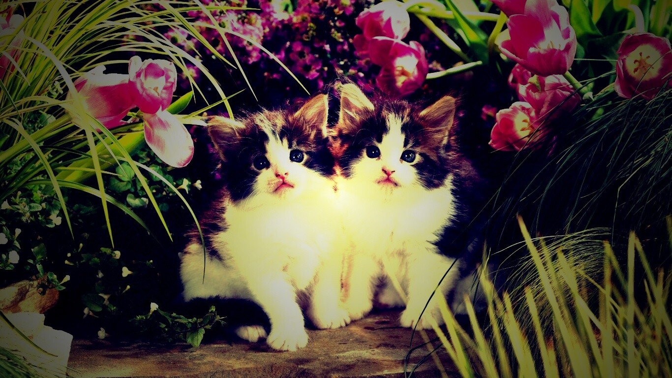 Котята в цветах обои