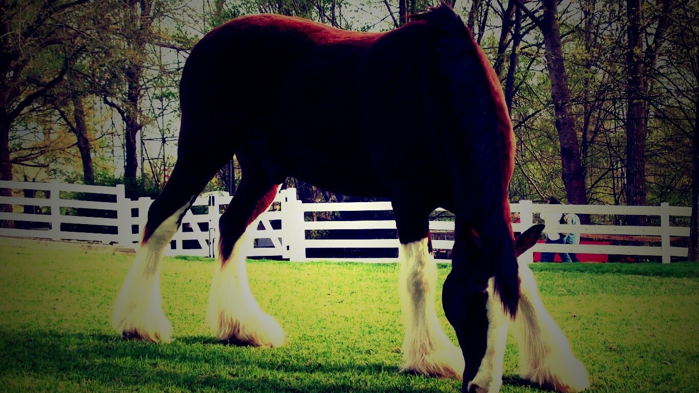 Лошадь с лохматыми ногами обои