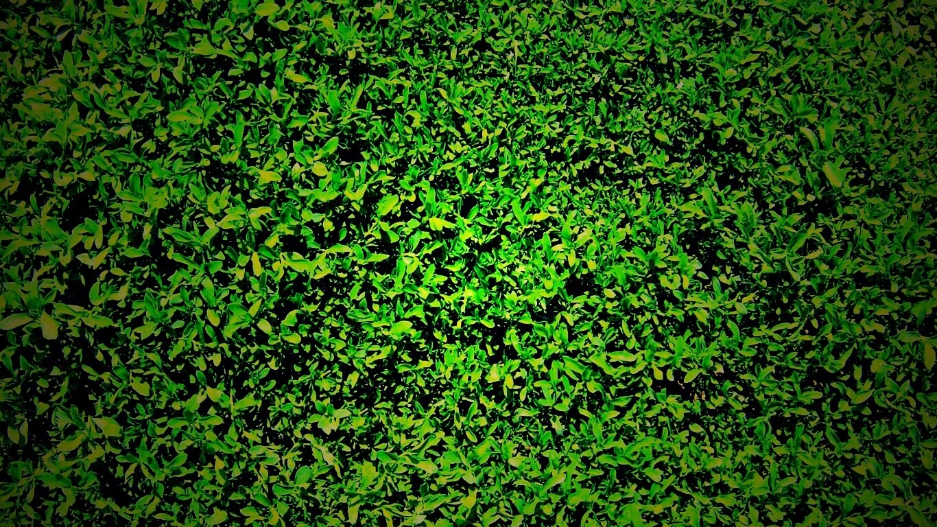 Чайные листья обои