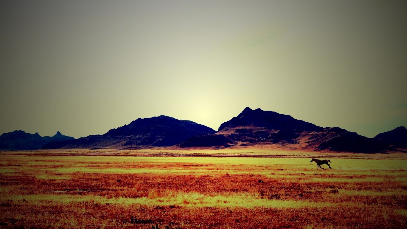 Мустанг в прериях обои