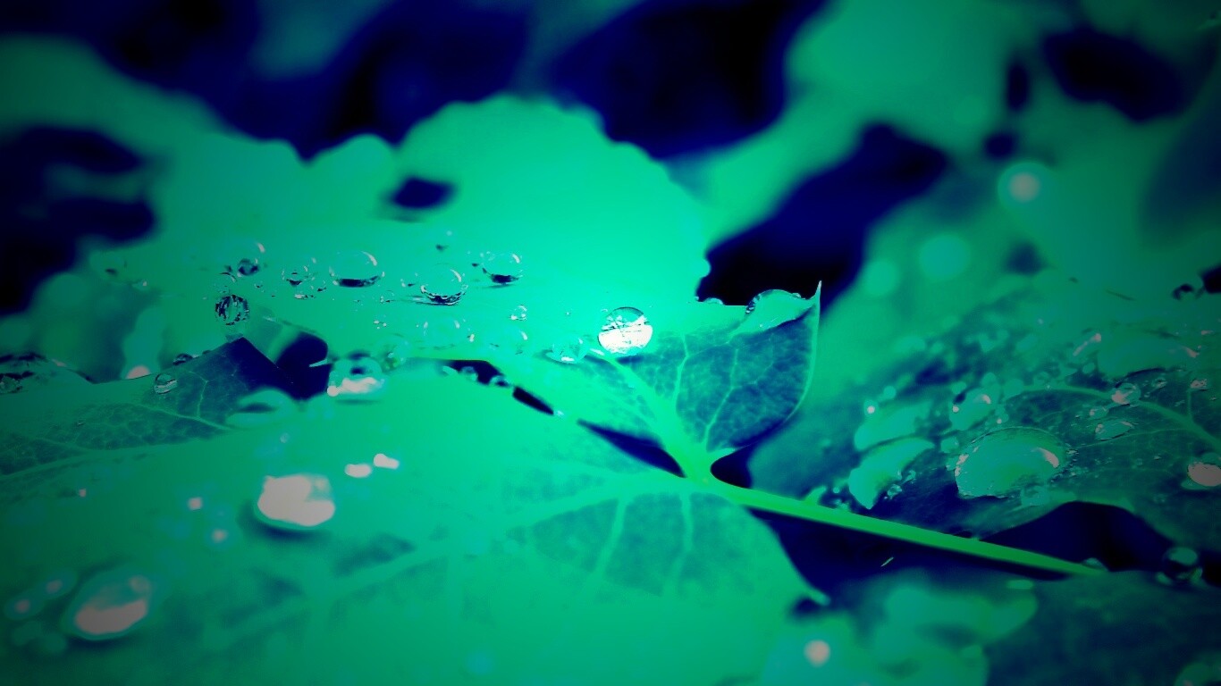 Синеватый лист обои