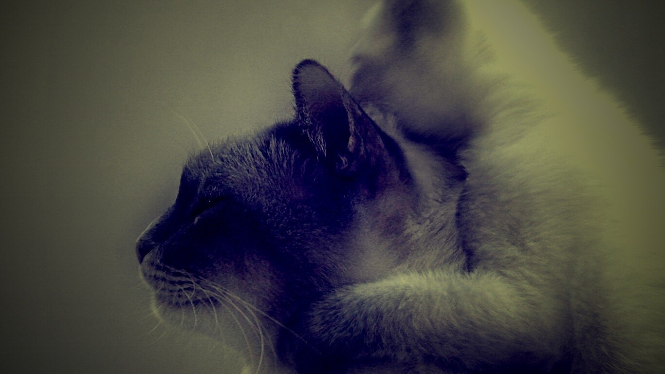 Котёнок обнимает маму обои