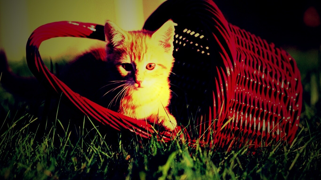 Рыжий котенок в корзине обои