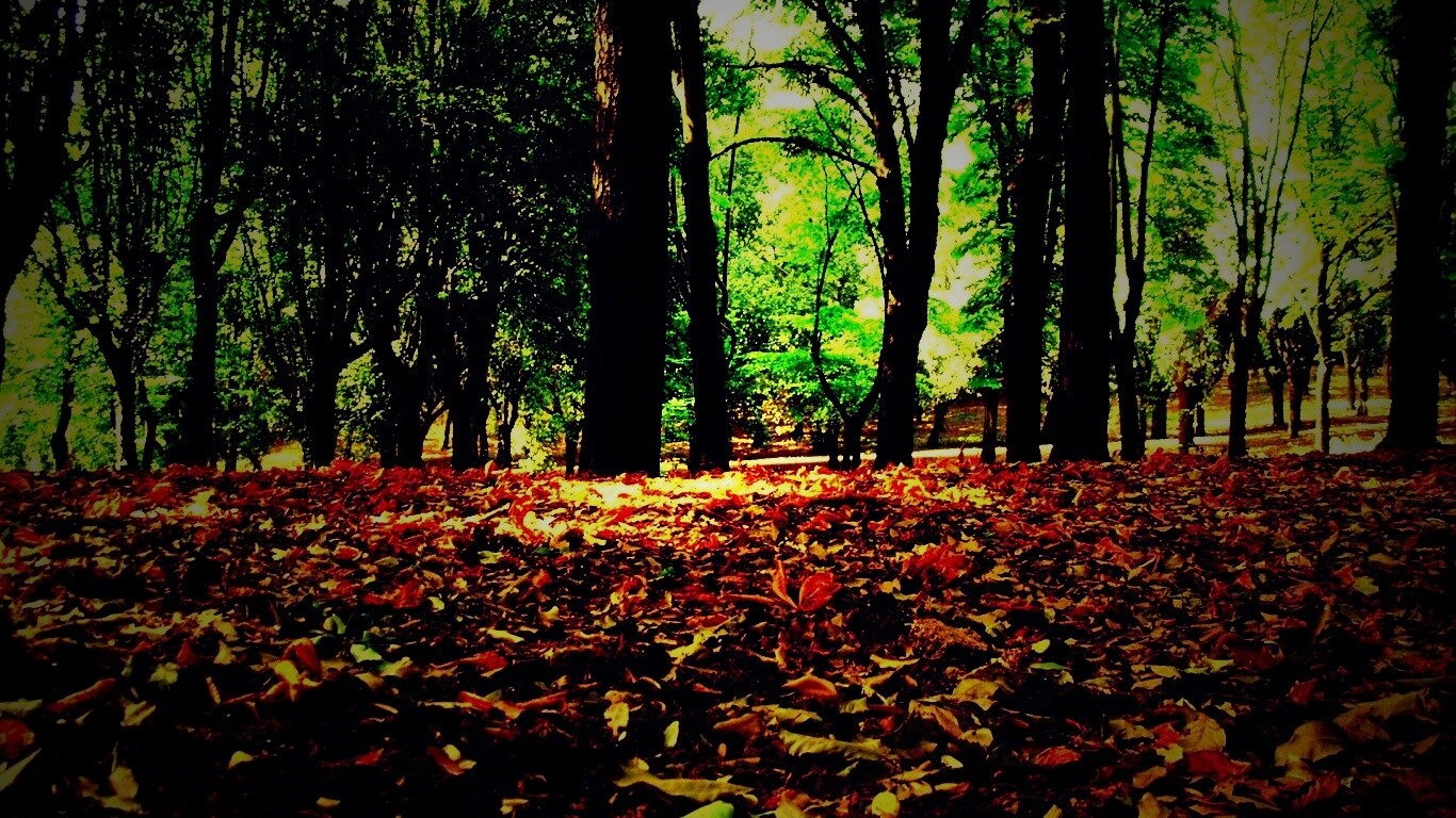 Ранняя осень обои