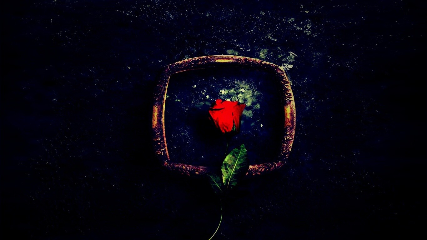 Роза на картинной раме обои