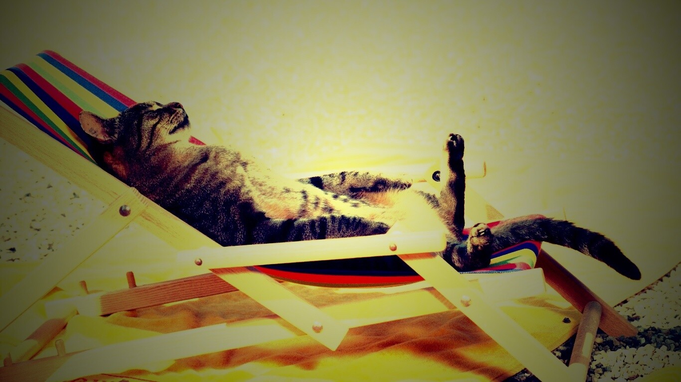 Кот в отпуске обои