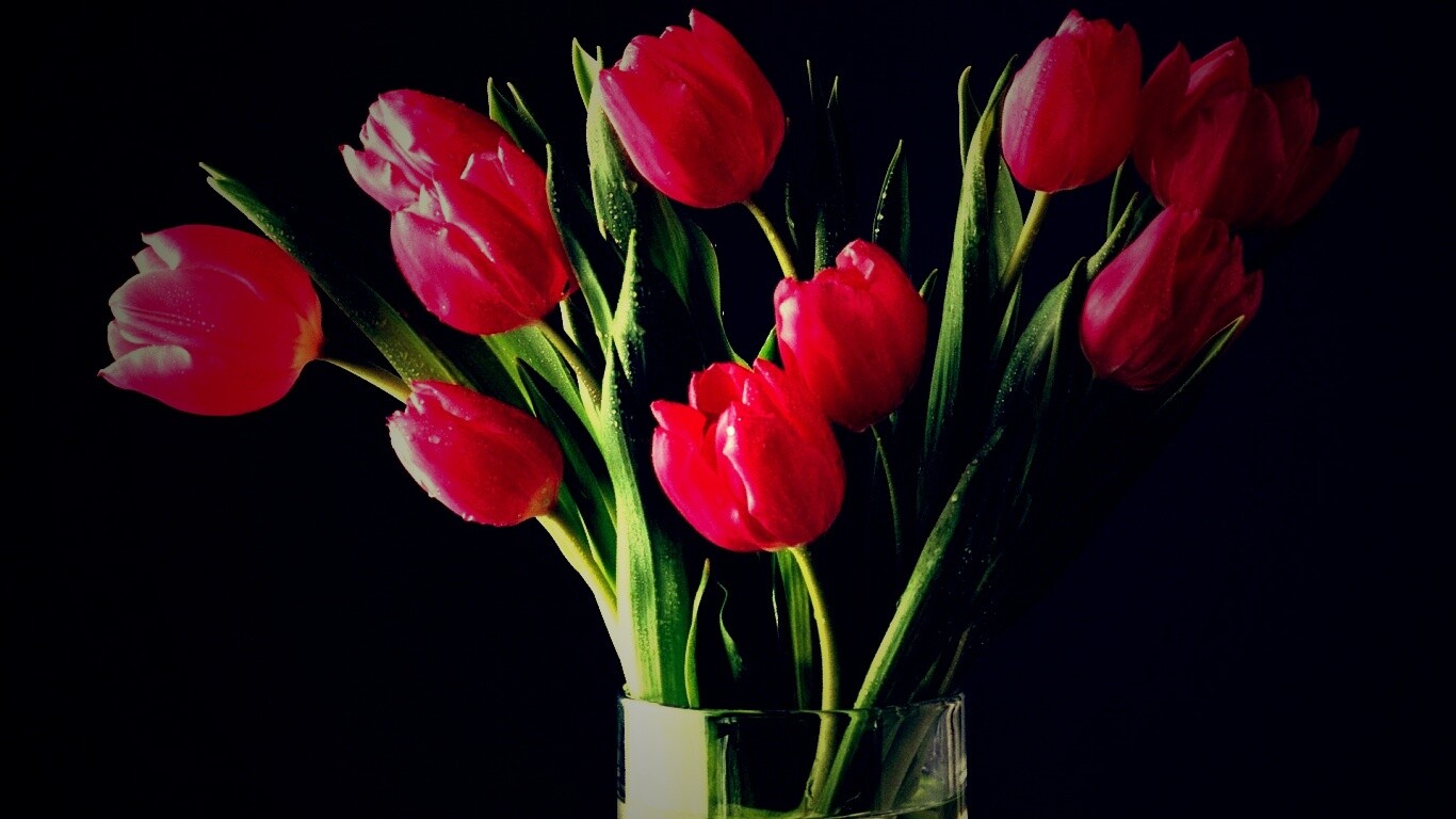 Букет тюльпанов обои