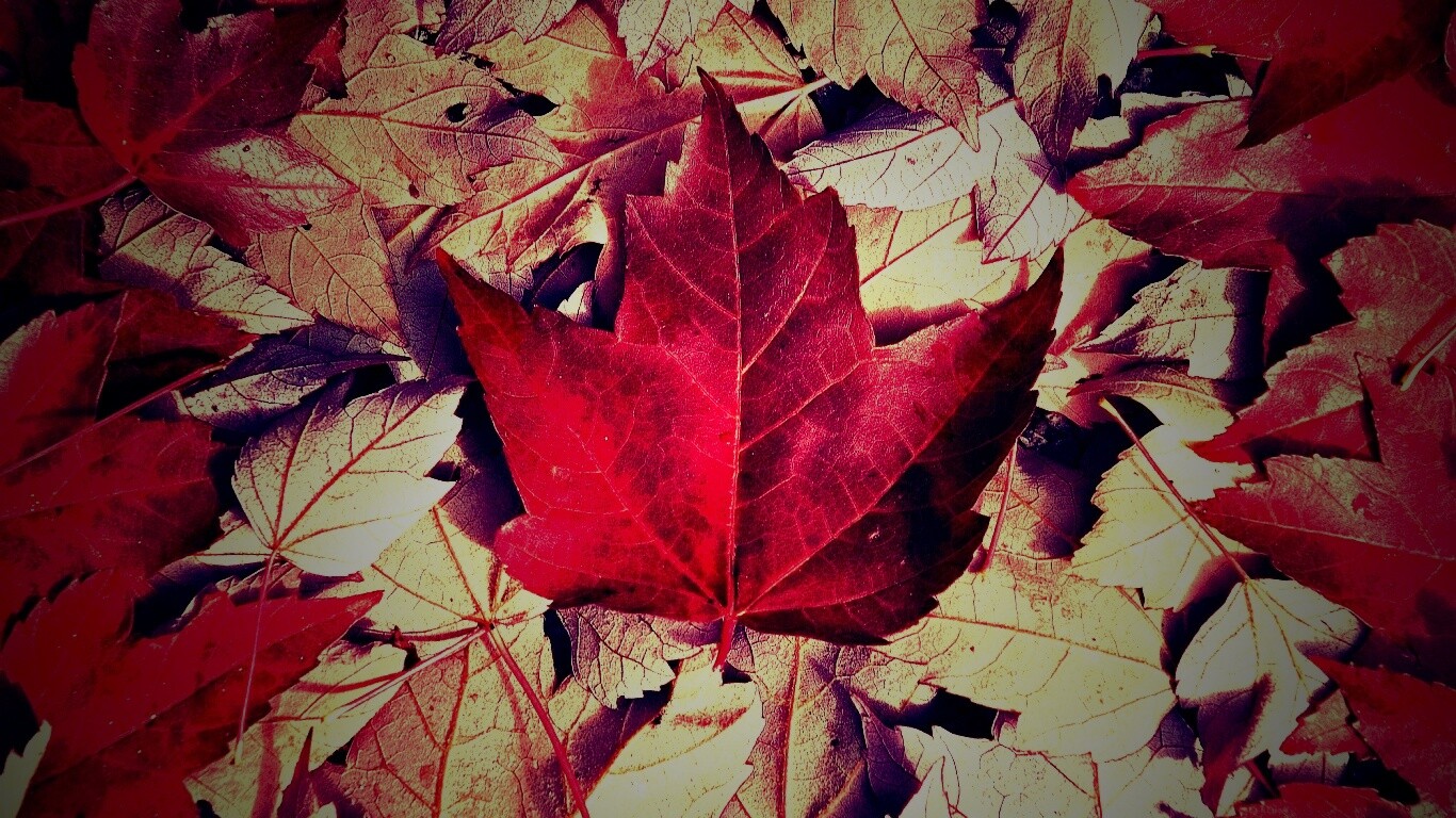 Флаг Канады из листьев обои