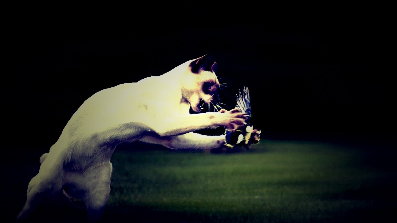 Кошка ловит птичку обои