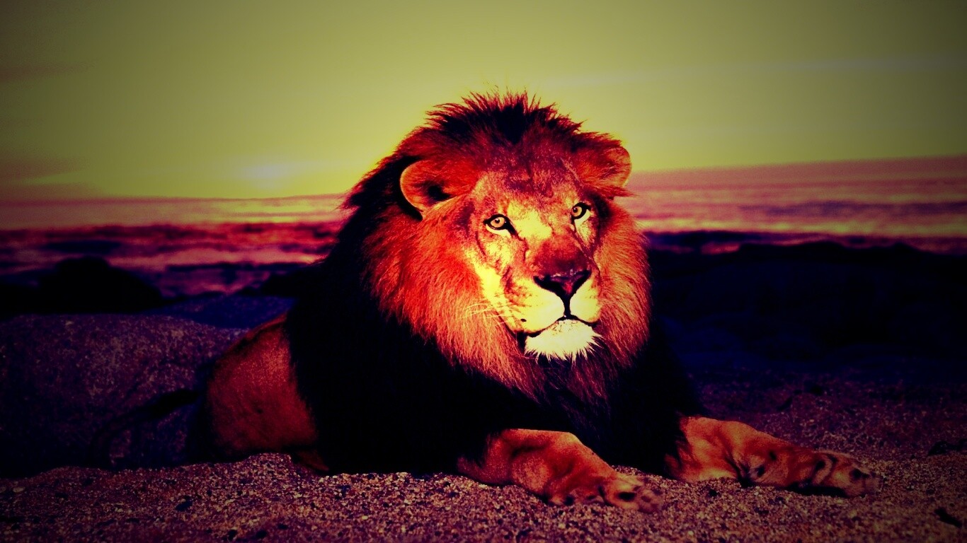 Лев на берегу океана обои