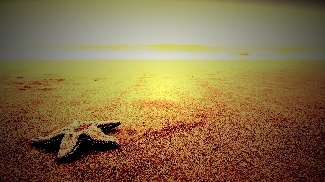 Морская звезда на бесконечном пляже обои