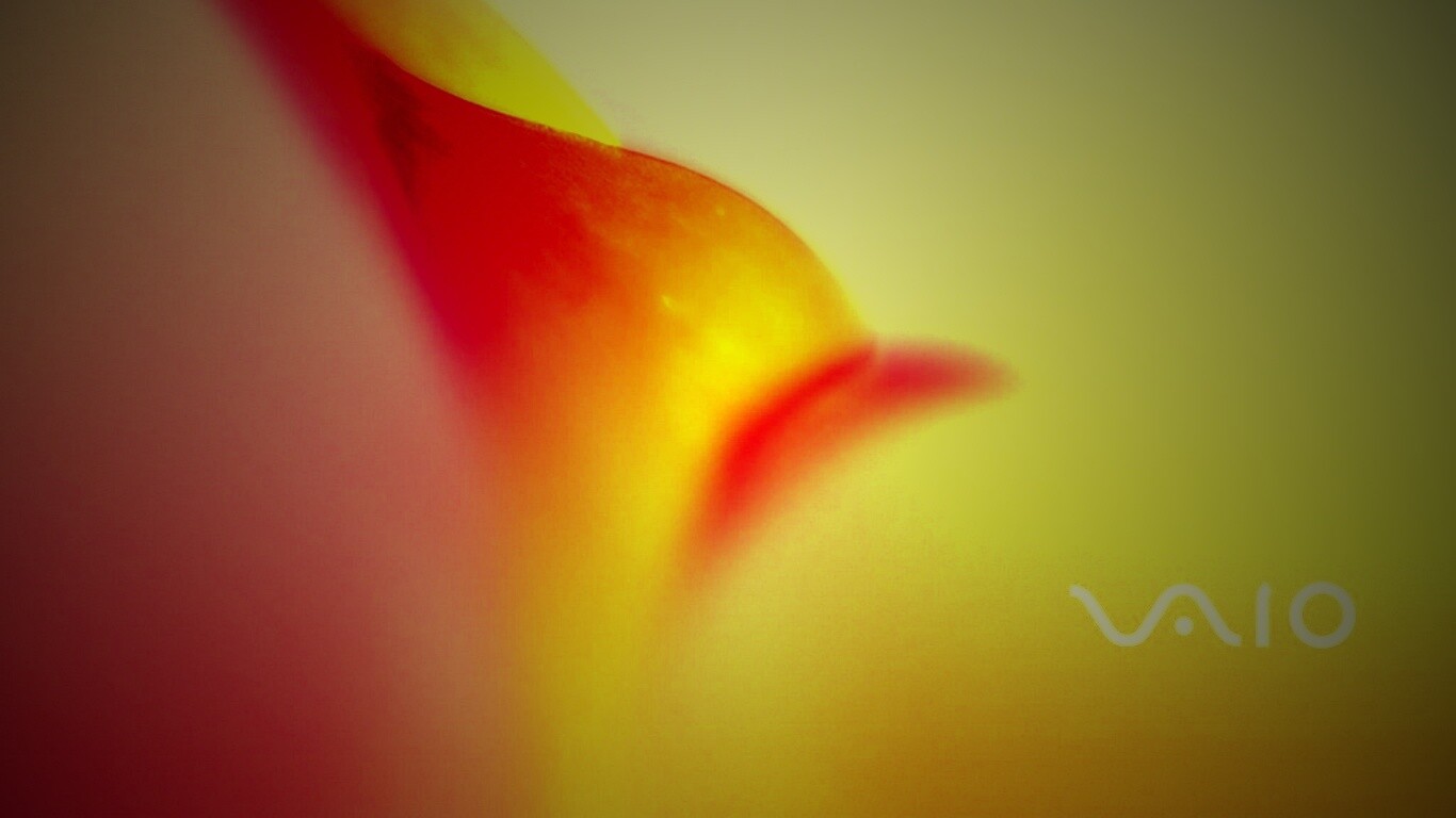 Цветок и логотип Vaio обои