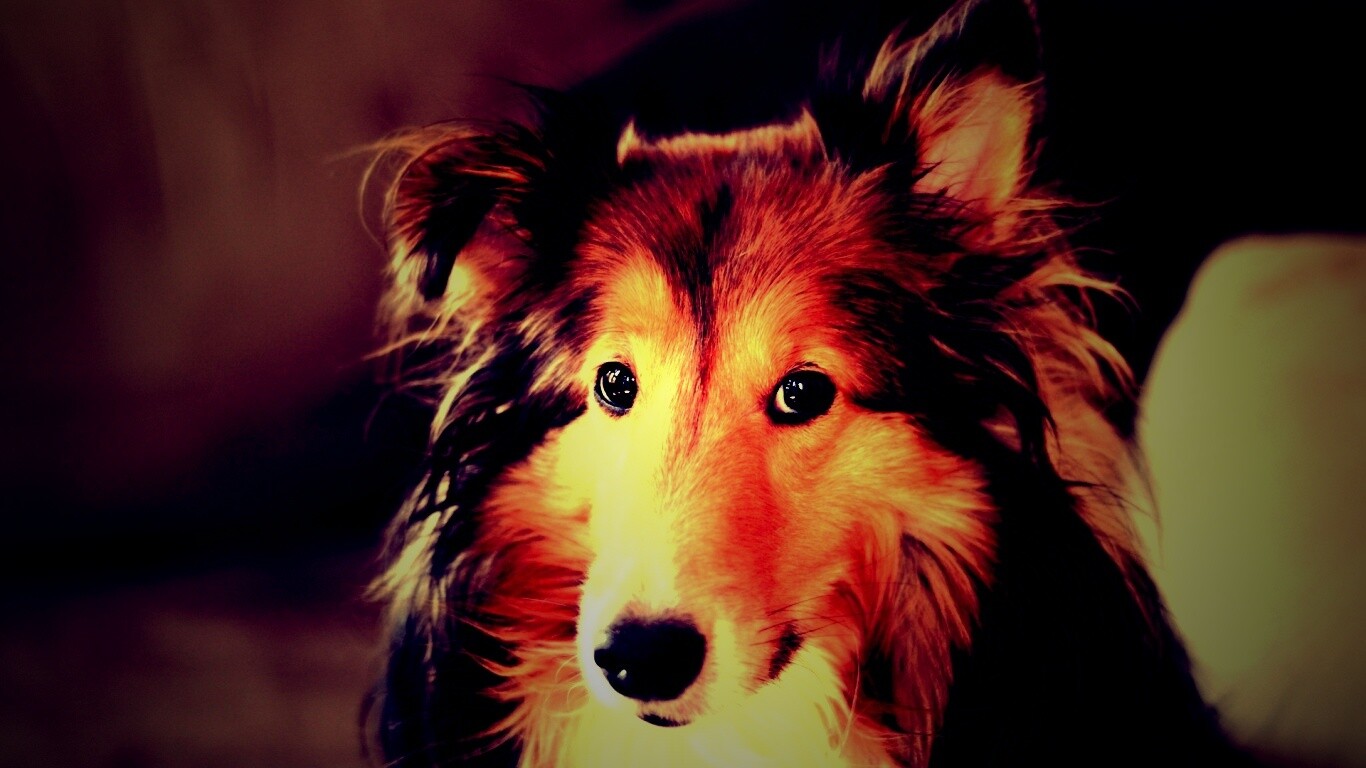 Колли с умными глазами обои