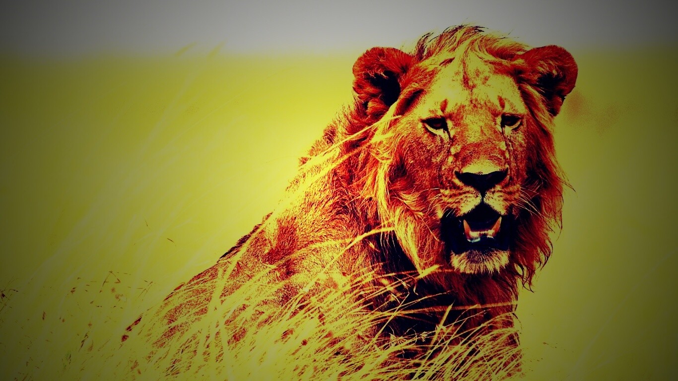 Ярко оранжевый лев обои