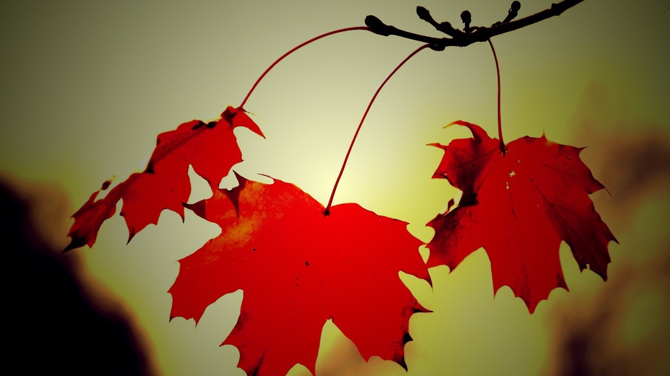 Покрасневшие листья клена обои